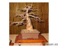 sazenice Baobab (Adansonia digitata)