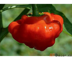 Chilli Mushroom red - semena