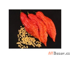 Chilli Jolokia Bhut Red  - semena