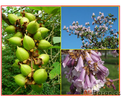 Paulownia Tomentosa - semena