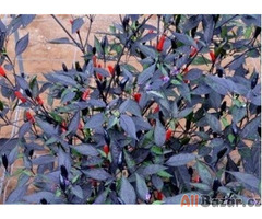 Chilli Zimbabwe black - SEMENA