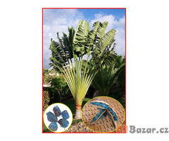 Ravenala Madagascariensis - semena