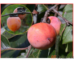 Diospyros Virginiana -SEMENA