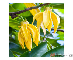 semena Ylang Ylang - Artabotrys hexapetalus