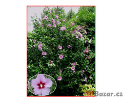 Hibiscus Syriacus L - Ibišek syrský fialový - semena