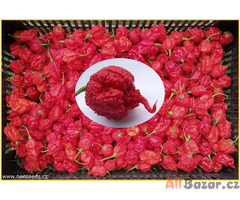 Chilli Carolina reaper - SEMENA