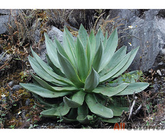 semena Agave hiemiflora