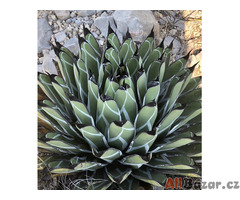 semena Agave nickelsiae - Král agave