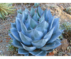 semena Agave parrasana