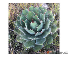 semena Agave nussaviorum