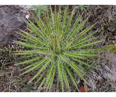 semena Agave multifilifera