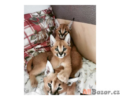 serval a caracal koťata dostupná