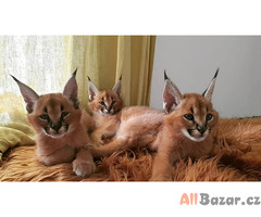 serval a caracal koťata dostupná