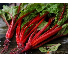 semena Mangold Rhubarb chard