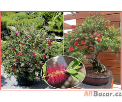 Callistemon citrinus - Štětkovec citrónový - semena