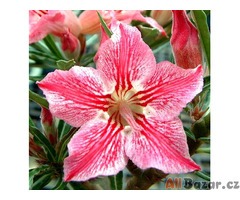 ADENIUM OBESUM STAR OF HOPE - SEMENA