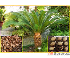 sazenice Cycas Revoluta