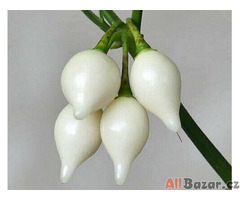 semena chilli Biquinho white - Chupetinho white