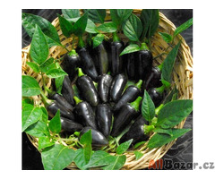 semena chilli Black Hungarian