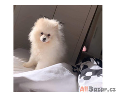 Německý špic trpasličí (Pomeranian)