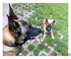 Belgický ovčák malinois