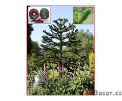 Araucaria Araucana - semena