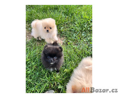 Mini Pomeranian / německý špic s PP