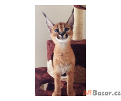 Výjimečný Serval a Savannah s koťaty Caracal!