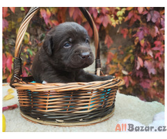 Nabídka štěňat labradorského retrievera