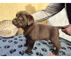 Nabídka štěňat labradorského retrievera