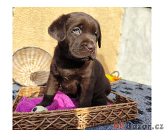 Nabídka štěňat labradorského retrievera